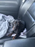 Max, a male Dachshund for sale in Custer, WA – Photo 4 of 4