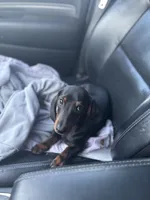 Max, a male Dachshund for sale in Custer, WA – Photo 2 of 4