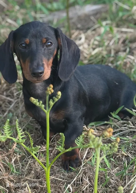 Max, a male Dachshund for sale in Custer, WA – Photo 1 of 4