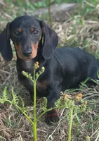Max, a male Dachshund for sale in Custer, WA – Photo 1 of 4