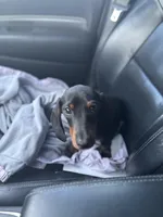 Max, a male Dachshund for sale in Custer, WA – Photo 3 of 4