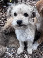 Xena, a male Yorkipoo and Havamalt for sale in Bellingham, WA – 2 of 3