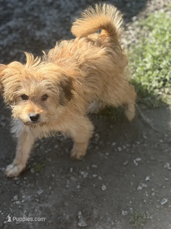 Bear – Havamalt puppy for sale in Bellingham, WA