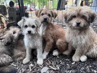 Bear, a male Havamalt for sale in Bellingham, WA – 3 of 5