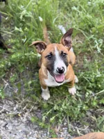 Female , a male Bull Terrier and American Bully for sale in Custer, WA – 2 of 6