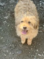 Bear, a male Havamalt for sale in Bellingham, WA – 2 of 5