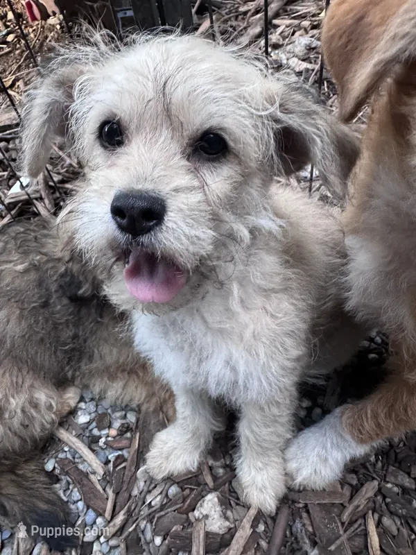 Xena – Yorkipoo, Havamalt puppy for sale in Bellingham, WA