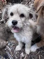 Xena, a male Yorkipoo and Havamalt for sale in Bellingham, WA – 1 of 3