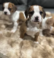 processed/ff9ce6fa-76a1-46c7-b419-6e3682bac294/listing/a33a545f-7748-4c52-89a1-4b35746add7d/7bd7f6b1-f0bc-4d81-9d84-e8041436a35b