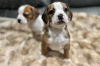 processed/ff9ce6fa-76a1-46c7-b419-6e3682bac294/listing/a33a545f-7748-4c52-89a1-4b35746add7d/d79b4221-b919-4ae9-82d0-8dc11609eb58