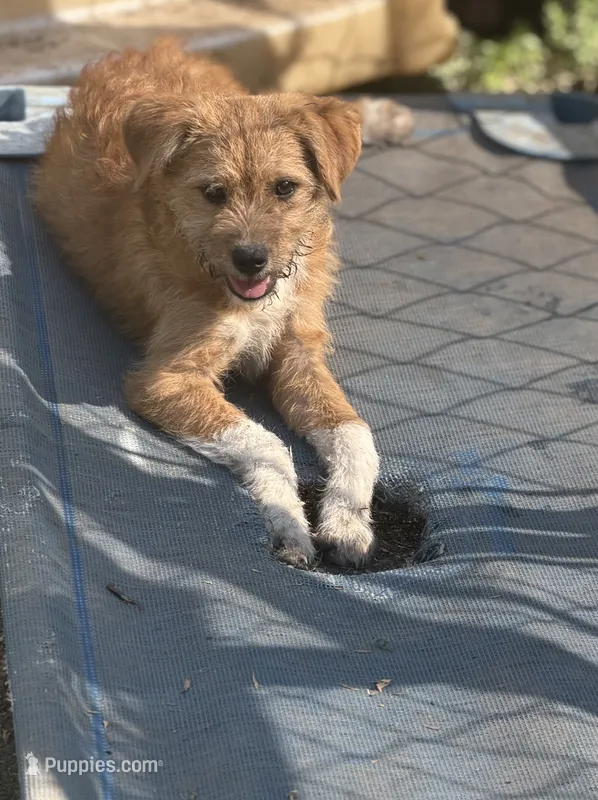 Vic – Yorkipoo, Havamalt puppy for sale in Bellingham, WA