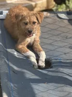 Vic, a male Yorkipoo and Havamalt for sale in Bellingham, WA – 4 of 4