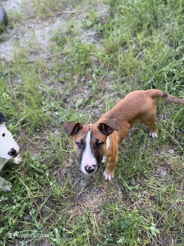 rocky – Bull Terrier, American Bully puppy for sale in Custer, WA
