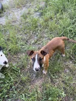 rocky, a male Bull Terrier and American Bully for sale in Custer, WA – 1 of 8