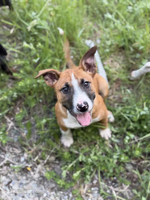 Female  – Bull Terrier, American Bully puppy for sale in Custer, WA