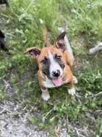 Female , a male Bull Terrier and American Bully for sale in Custer, WA – 1 of 6