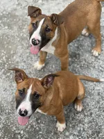 rocky, a male Bull Terrier and American Bully for sale in Custer, WA – 7 of 8