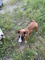 rocky, a male Bull Terrier and American Bully for sale in Custer, WA – 4 of 8