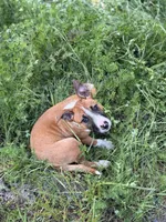 Female , a male Bull Terrier and American Bully for sale in Custer, WA – 6 of 6