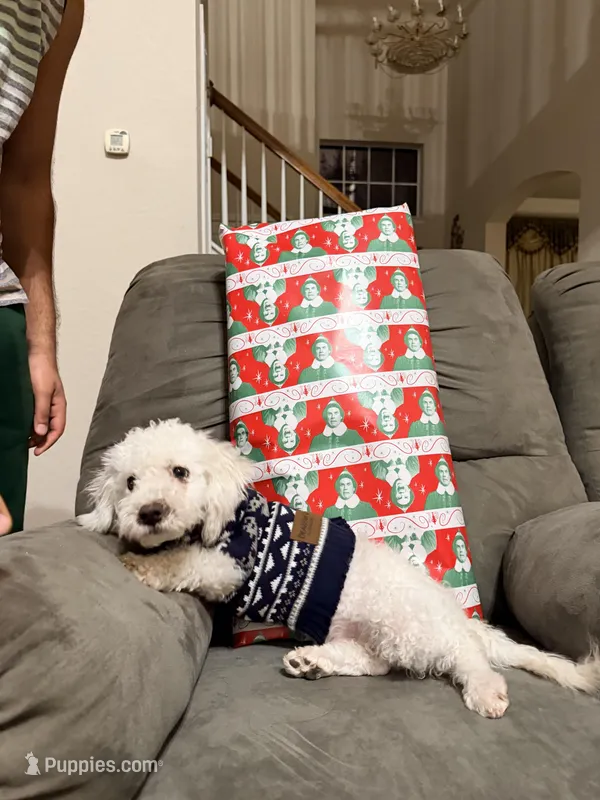 Tommy – Maltipoo puppy for sale in Richardson, TX