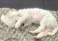 Tommy, a male Maltipoo for sale in Richardson, TX – Photo 2 of 10