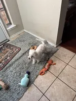 Tommy, a male Maltipoo for sale in Richardson, TX – Photo 3 of 10