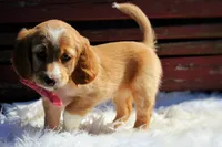 Maple , a female Beagle and Cocker Spaniel for sale in Scio, OH – 5 of 7