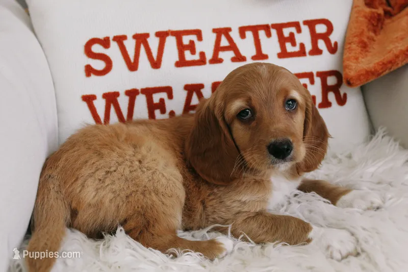 Copper  – Beagle, Cocker Spaniel puppy for sale in Scio, OH