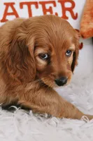 Opal , a female Beagle and Cocker Spaniel for sale in Scio, OH – 2 of 6