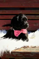 Raven, a female Beagle and Cocker Spaniel for sale in Scio, OH – 5 of 7