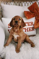 Pumpkin Spice , a female Beagle and Cocker Spaniel for sale in Scio, OH – 3 of 7