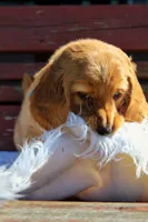 Copper , a male Beagle and Cocker Spaniel for sale in Scio, OH – 5 of 8