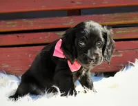 Raven, a female Beagle and Cocker Spaniel for sale in Scio, OH – 4 of 7