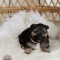 Willow , a female Australian Shepherd and German Shepherd Dog for sale in Scio, OH – Photo 4 of 8