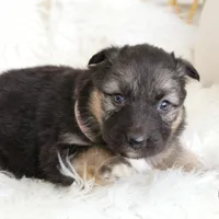 Willow , a female Australian Shepherd and German Shepherd Dog for sale in Scio, OH – Photo 7 of 8