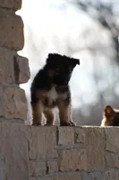 Willow , a female Australian Shepherd and German Shepherd Dog for sale in Scio, OH – Photo 2 of 8