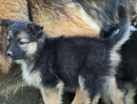 Willow , a female Australian Shepherd and German Shepherd Dog for sale in Scio, OH – Photo 3 of 8