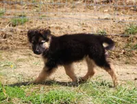 Willow, a female Australian Shepherd and German Shepherd Dog for sale in Scio, OH – 4 of 6