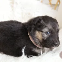 Willow , a female Australian Shepherd and German Shepherd Dog for sale in Scio, OH – Photo 8 of 8