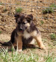 Willow, a female Australian Shepherd and German Shepherd Dog for sale in Scio, OH – 2 of 6