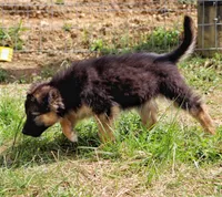 Willow, a female Australian Shepherd and German Shepherd Dog for sale in Scio, OH – 3 of 6