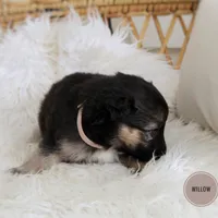 Willow , a female Australian Shepherd and German Shepherd Dog for sale in Scio, OH – Photo 6 of 8