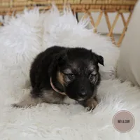 Willow , a female Australian Shepherd and German Shepherd Dog for sale in Scio, OH – Photo 5 of 8