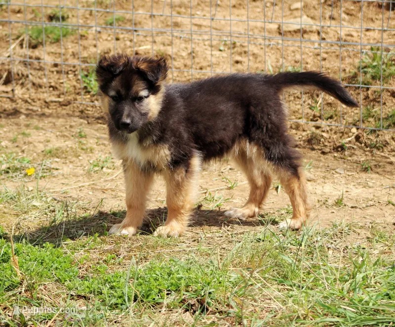 Willow – Australian Shepherd, German Shepherd Dog puppy for sale in Scio, OH