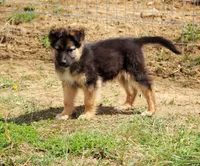 Willow, a female Australian Shepherd and German Shepherd Dog for sale in Scio, OH – 1 of 6