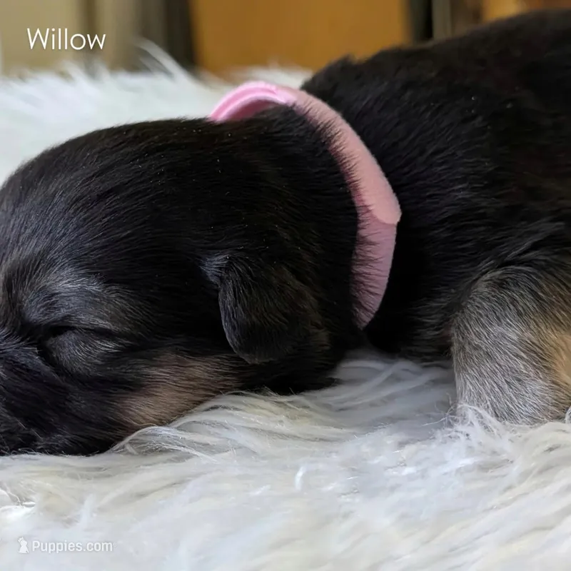 Willow 