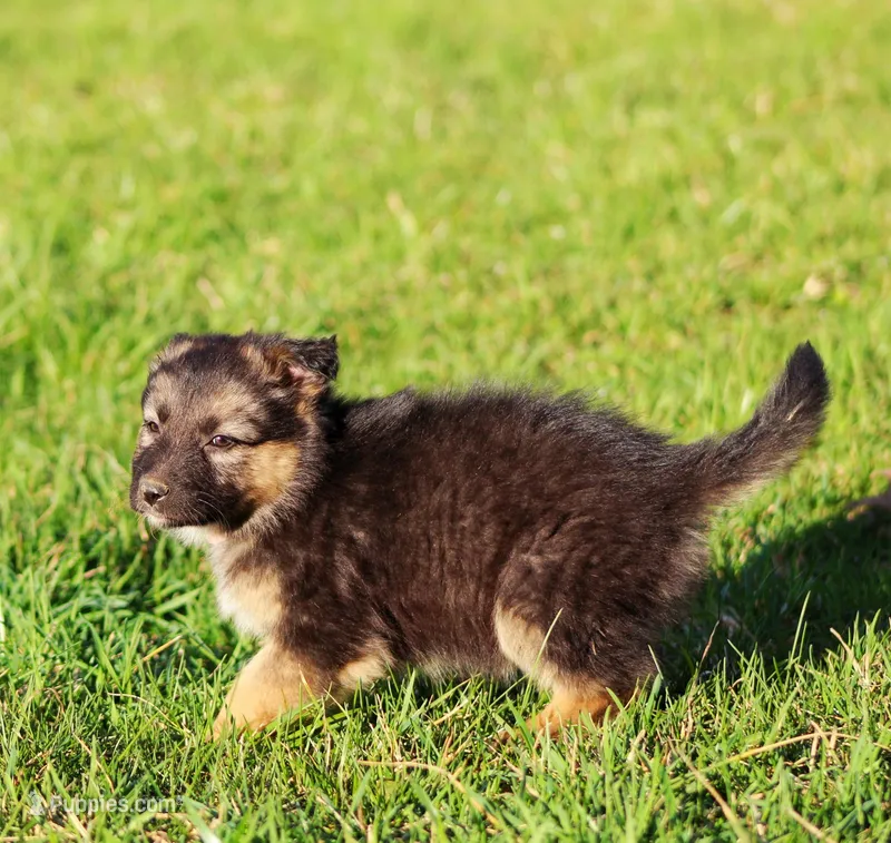 Willow  – Australian Shepherd, German Shepherd Dog puppy for sale in Sugarcreek, OH