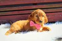 Pumpkin Spice , a female Beagle and Cocker Spaniel for sale in Scio, OH – 6 of 7