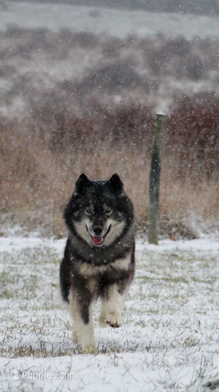 Salem – Siberian Husky puppy for sale in Scio, OH