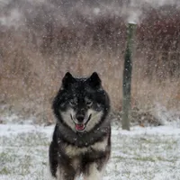 Salem, a female Siberian Husky for sale in Scio, OH – Photo 5 of 6